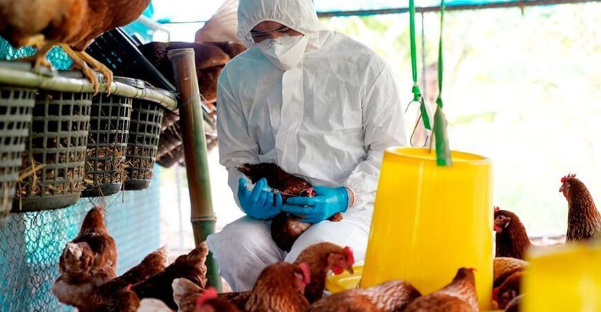 vacunación influenza aviar aves domésticas Senasa Perú