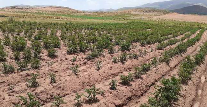 Sequía escasez hídrica afecta cultivo papa Puno Perú