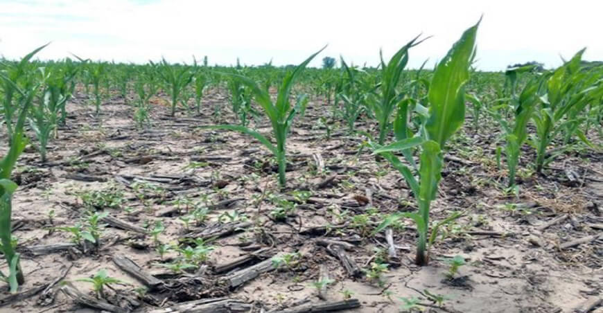 sequía afecta cultivos Perú Fenómeno La Niña