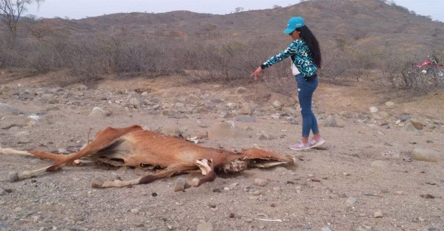 Sequía mata animales en Tumbes