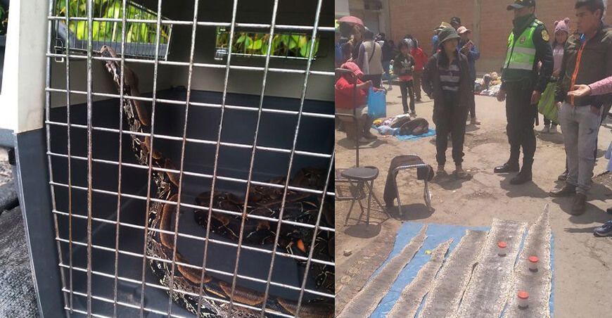 Decomisan boas y pieles disecadas de reptiles Serfor Junín