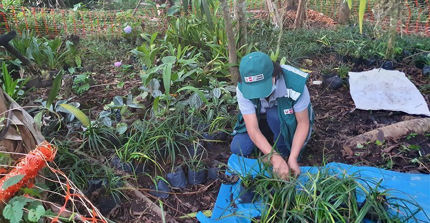 Junín: Serfor decomisa 950 orquídeas en un fundo en selva central