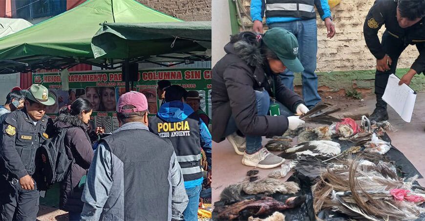 Decomisan partes de animales silvestres en feria “Virgen de las Mercedes” en Puno