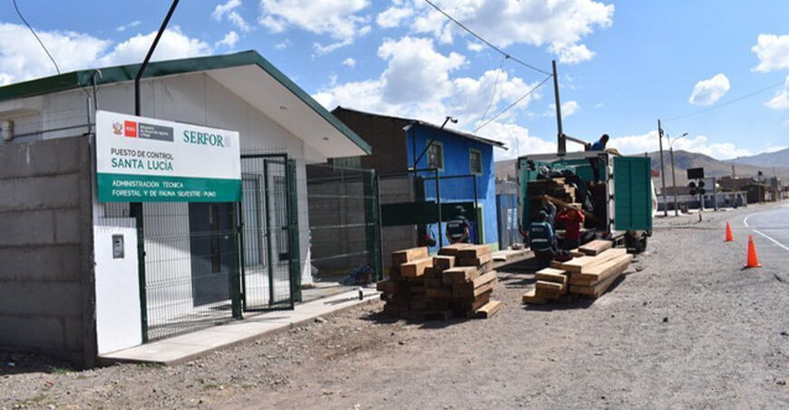 Decomisan pies tablares de madera de cedro en Puno Perú