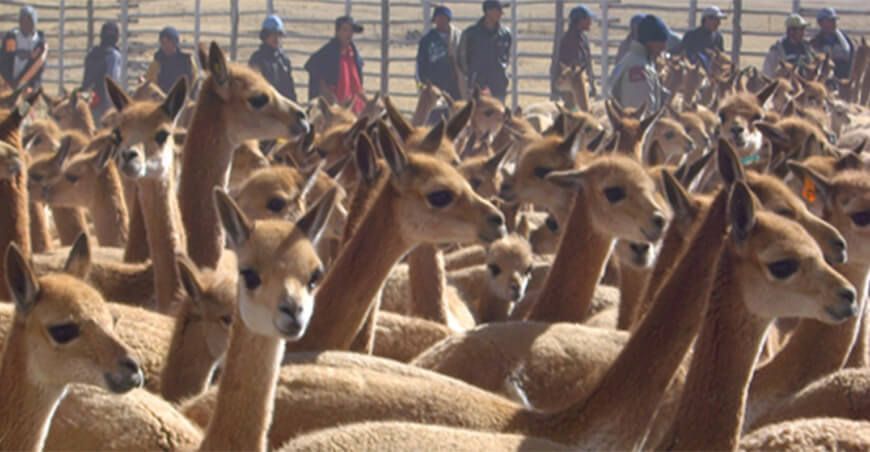 Serfor esquila de vicuñas