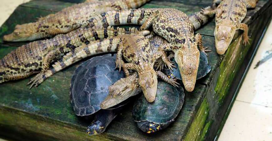 tráfico ilegal de fauna silvestre