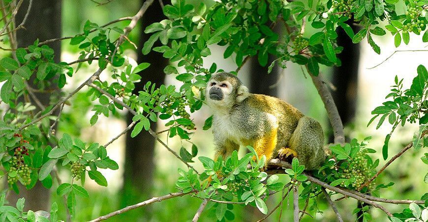 Serfor fauna silvestre Perú