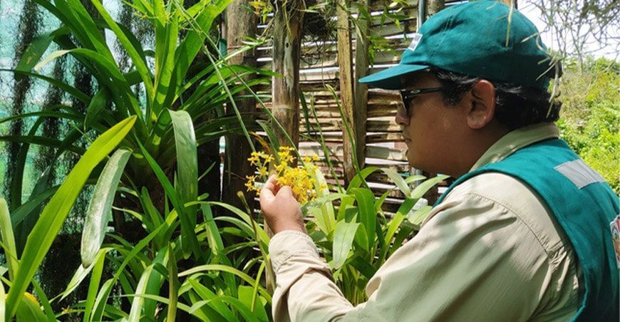 identifican 20 especies de orquídeas en vivero de Sicchez
