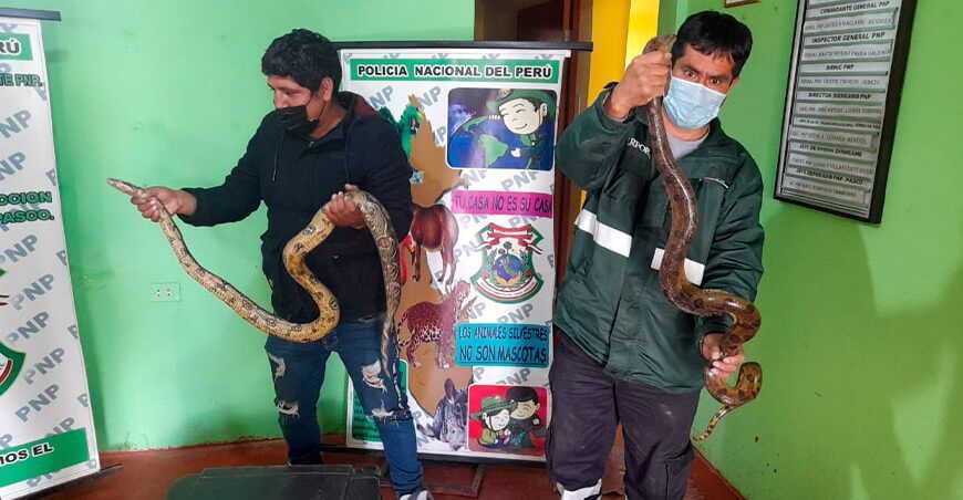 Serfor incautó boas vivas en Pasco