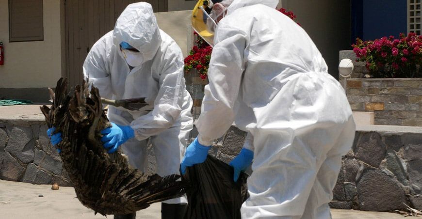 Serfor recomienda no manipular a las aves silvestres por influenza aviar