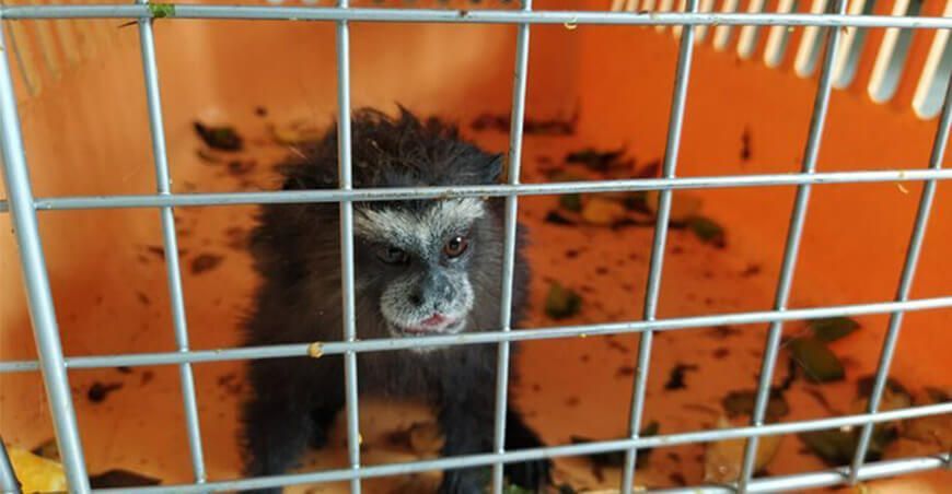 Serfor reubica y libera animales silvestres en Ica