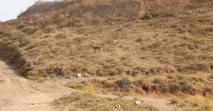 Serfor libera guanaco rescatado en canal de regadío en Majes Arequipa
