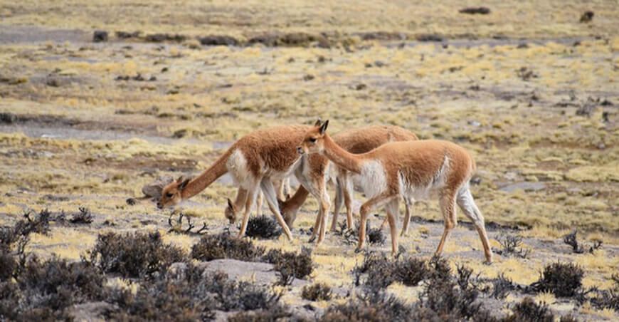 Serfor manejo sostenible de vicuñas Perú
