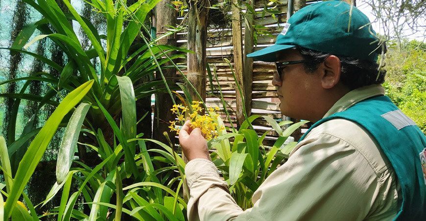 orquídeas Serfor Perú
