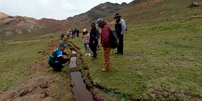 Implementarán zanjas de infiltración para garantizar la disponibilidad de agua para vicuñas en Huancavelica Perú