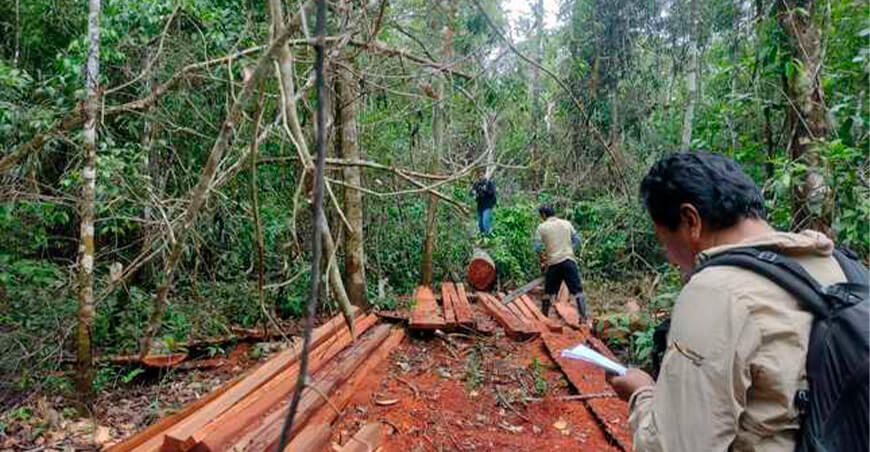 recuperan pies tablares de madera en Reserva Comunal El Sira
