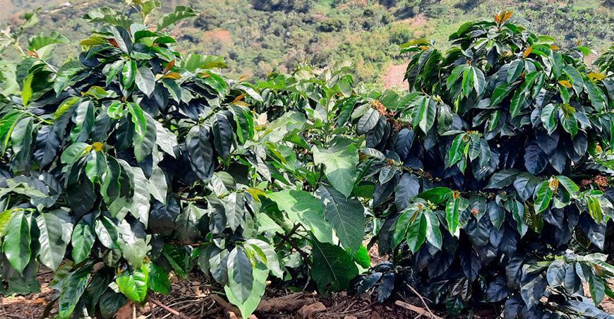 implementación de servicios agroclimáticos beneficiará a cafetaleros de Chirinos