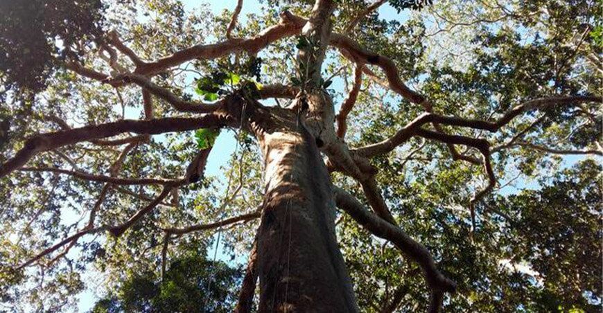 Shihuahuaco CITES