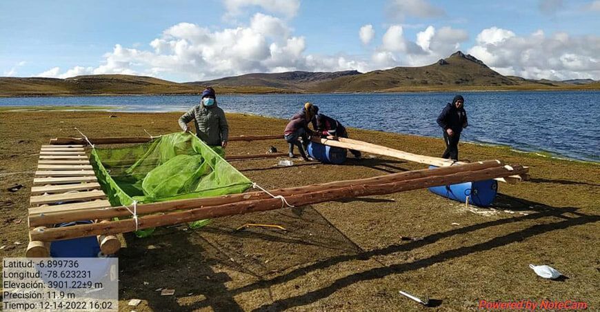 Siembran 60 millares de alevines de trucha en lagunas de Cajamarca