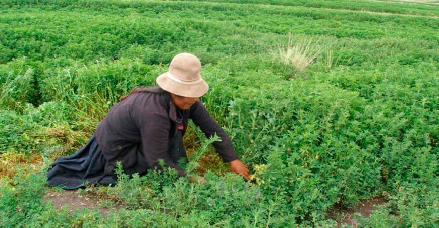 Siembra de alfalfas orgánicas en Puno