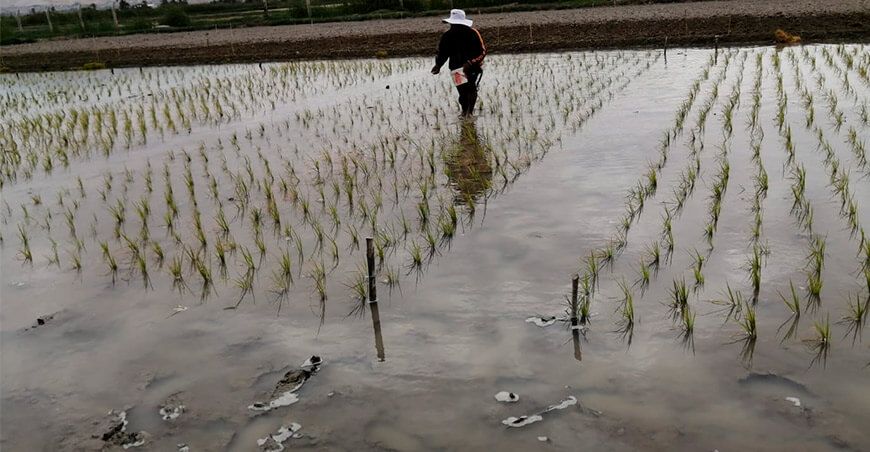 siembra de cultivo de arroz Perú