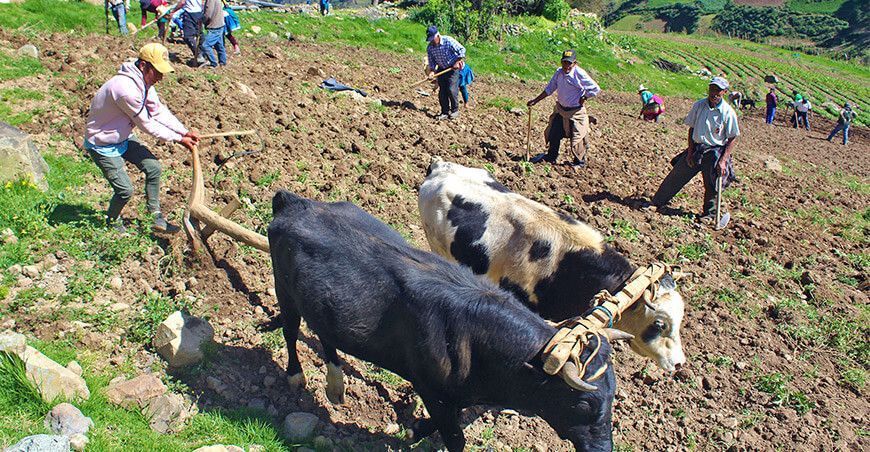 campaña agrícola siembra de cultivos productores Perú