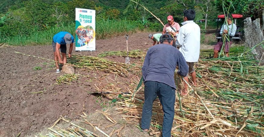 Instalan parcela demostrativa de pastos de alta calidad genética en Amazonas