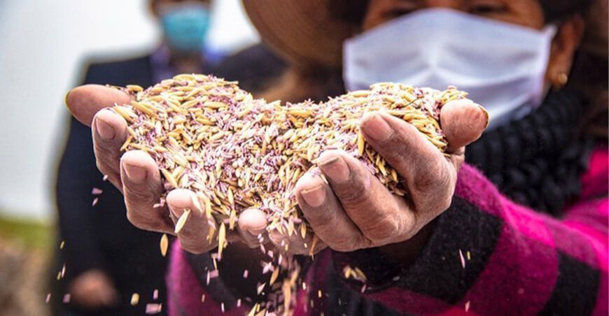 Cusco: Agro Rural lanzó Campaña de Siembra de Pastos y Forrajes 2021-2022