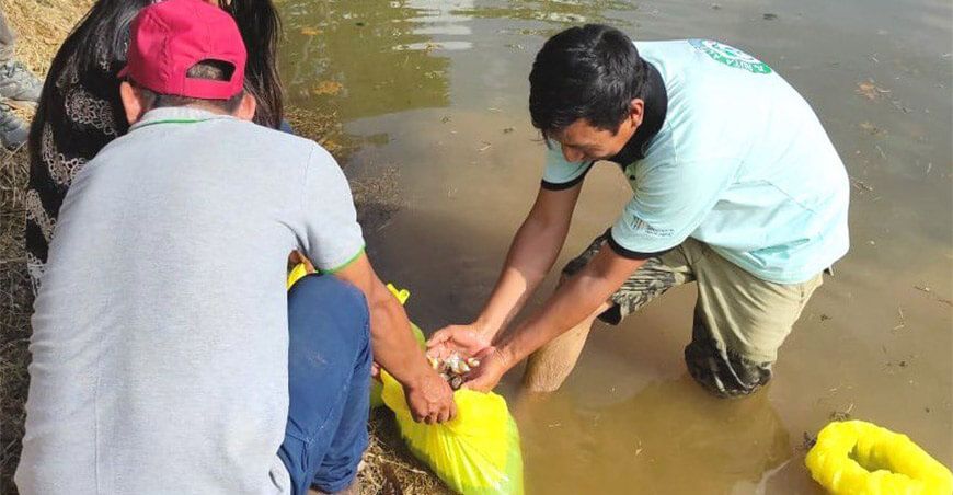 siembra de peces amazónicos Perú