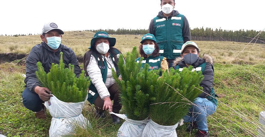 Siembran plantones de pino Cajamarca