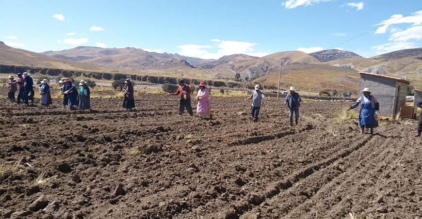 Proyectan sembrar más de 400 hectáreas de quinua en Puno
