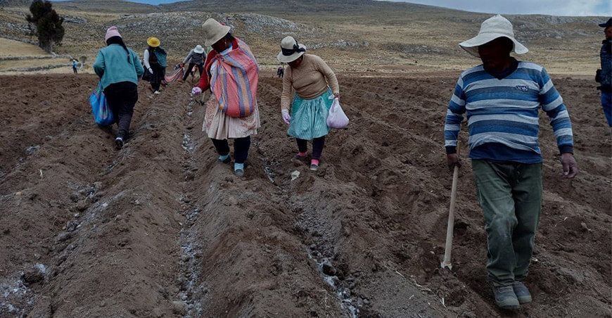 productores siembran tarwi