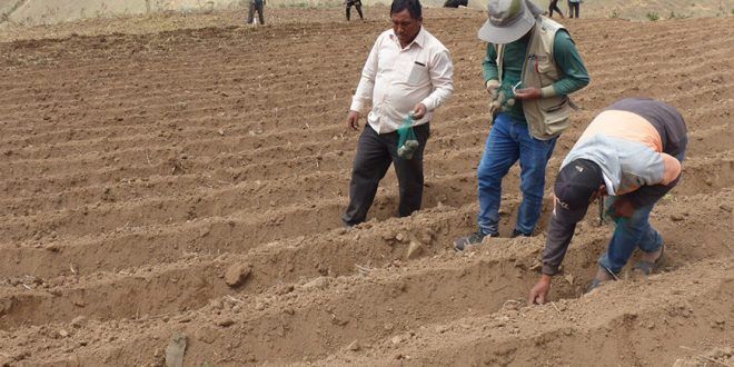 Siembran 210 variedades de papas nativas en el caserío de Carachuco en Ancash Perú