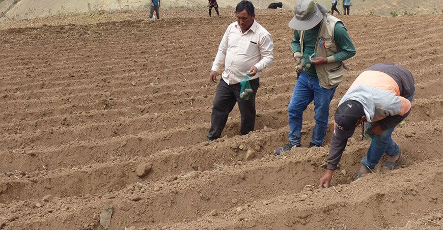 Siembran 210 variedades de papas nativas en el caserío de Carachuco en Ancash Perú