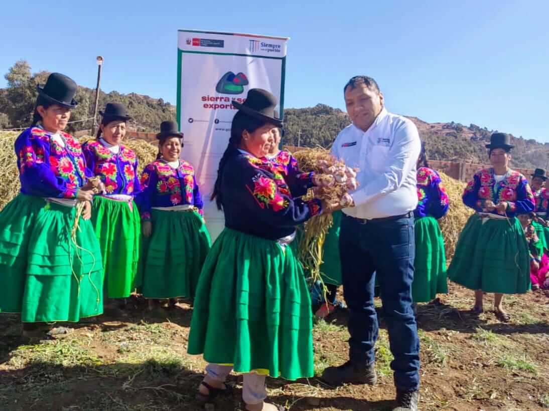 producción de ajos productores de Acora Puno