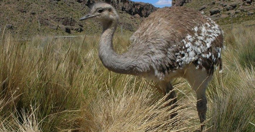 Simposio Internacional del Suri conservación de la fauna silvestre
