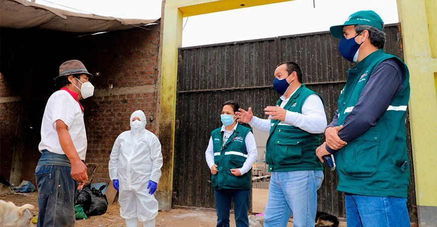 Senasa realiza simulacro de contingencia contra peste porcina africana
