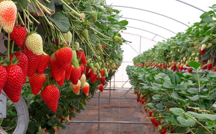Sistema hidropónico NGS para producir fresa