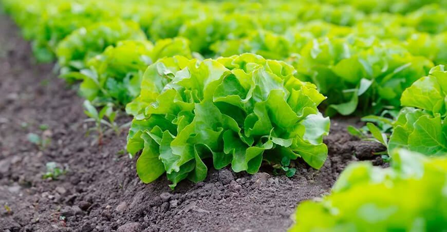sistemas alimentarios ecológicos