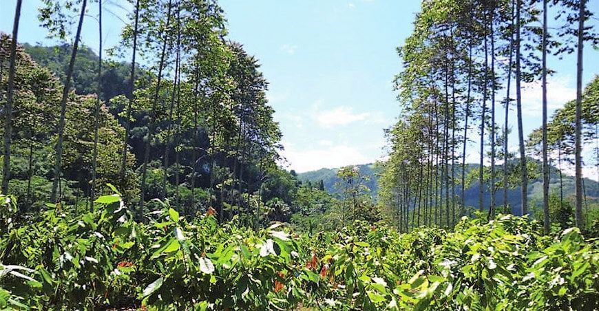 Sistemas agroforestales fomentan una agricultura multifuncional