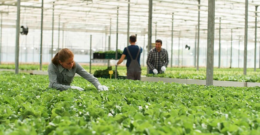 Sistemas de drenaje para plantaciones se convierten en solución ante fuertes lluvias