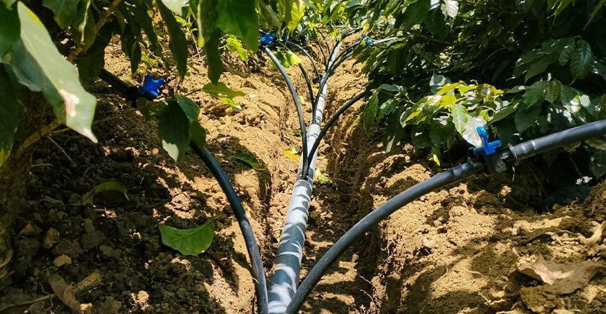 instalación de sistemas de riego presurizado por goteo en las parcelas demostrativas de cultivo de café Piura Perú