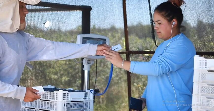 Sofia, aplicativo de gestión de cosechas ingresa al mercado peruano
