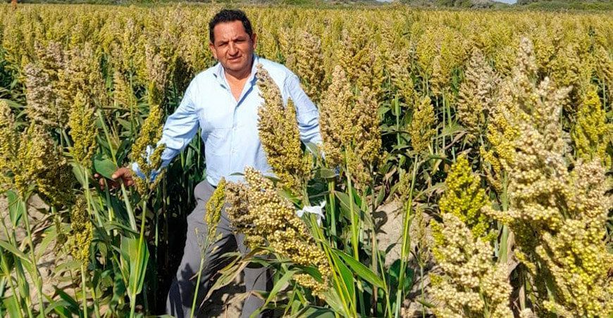 Sorgo granífero libre de gluten para la industria del pan