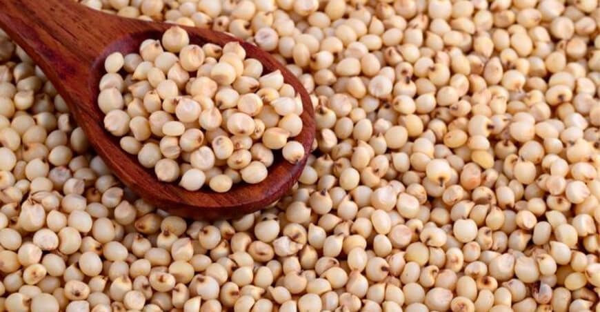 Sorgo granífero libre de gluten para la industria del pan