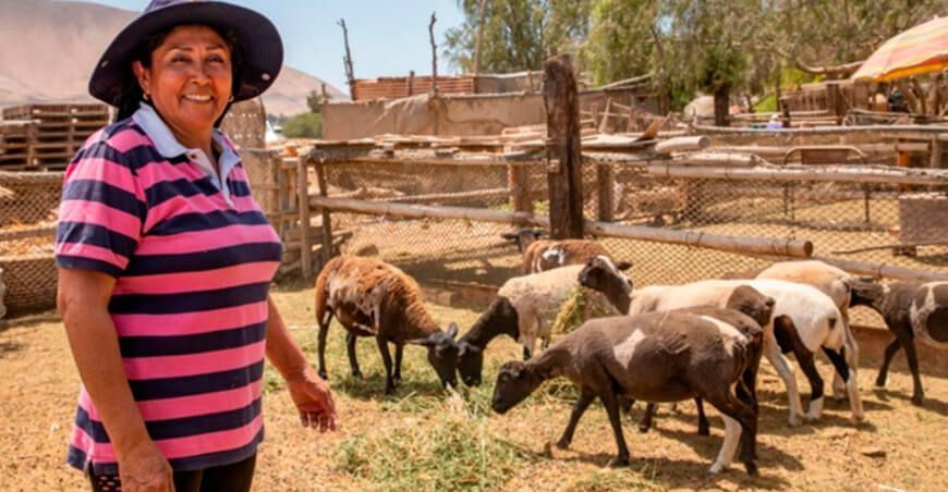 Southern Perú impulsa la crianza de ovinos Dorper en el valle de Ite en Tacna