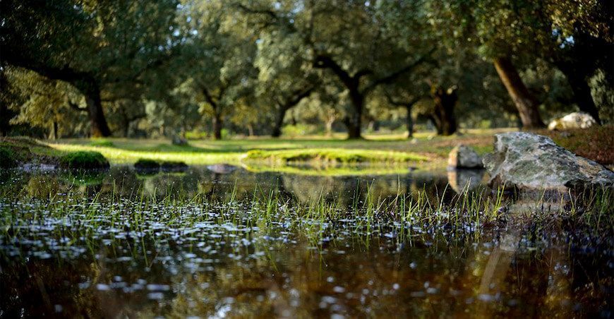 La tierra, el sumidero de carbono del planeta