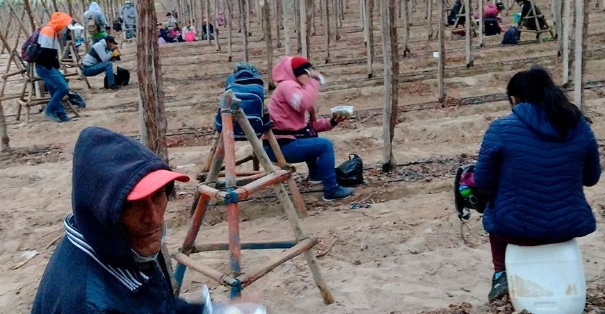 Sunafil comprobó la vulneración de derechos laborales en agroexportadora de Ica