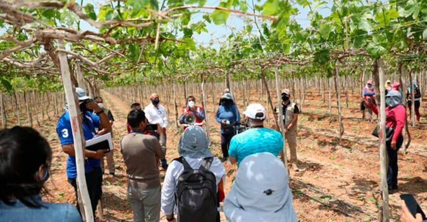El programa se lanzó en Ica, pero se extenderá a todas las regiones del país, sobre todo a aquellas en donde se desarrolla la actividad agraria y agroindustrial
