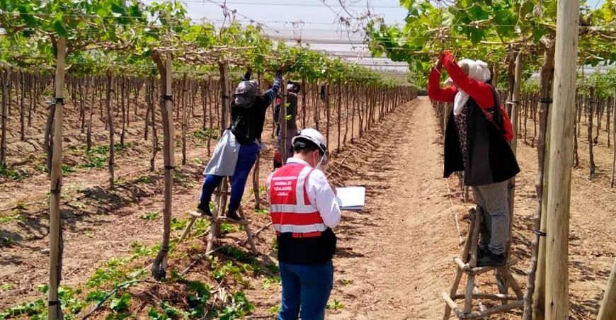 Sunafil fiscaliza 64 empresas agroexportadoras en Ica